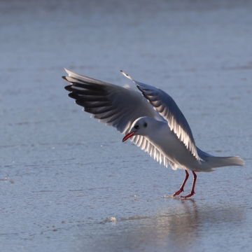 mouette rieuse_20251225_a